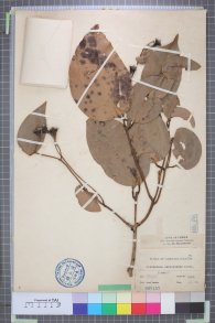 Specimen thumbnail